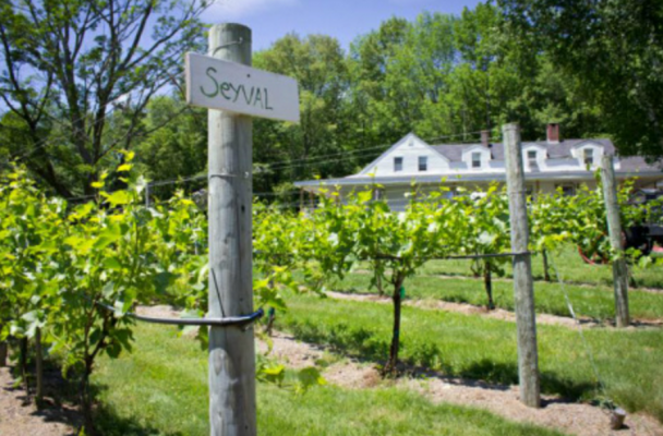 winery 2
