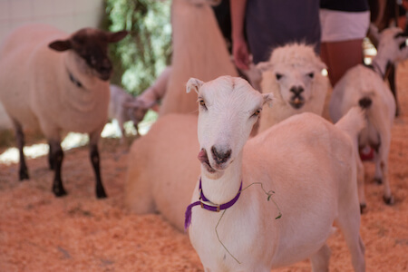 Fryeburg Fair